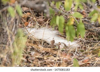 Close-up Of The Tail Of A Wild Dog, Lycaon Pictus, Also Called Painted Dog, Hiding Behind A Tree