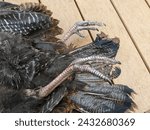 A close-up of talents and feathers from a dead wild turkey