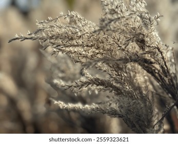 
Close-up of tall, feathery plants bathed in soft, golden sunlight. These are ornamental pampas grasses with delicate, plume-like seed heads. A softly blurred natural background. - Powered by Shutterstock