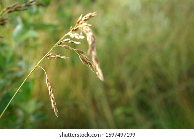 Closeup Of Tall Fescue Grass