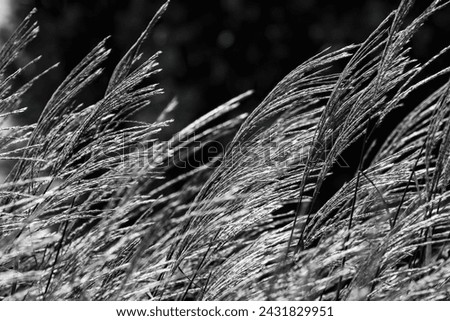 Closeup of tall grass tips swaying in the wind in black and white