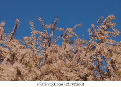 A Closeup Of Tamarix Tetrandra, Species Of Flowering Plant In The Family Tamaricaceae 