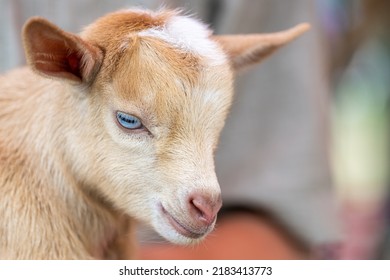 A closeup of a tan baby goat with blue eyes.