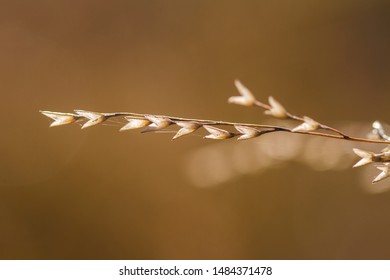 Closeup Of Tan Switchgrass Plant, Kansas