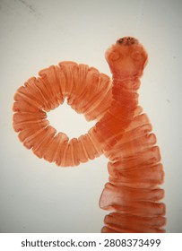 Close-up of a tapeworm under a microscope showing detailed segments and structure in a laboratory setting.
