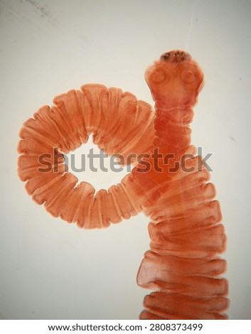 Close-up of a tapeworm under a microscope showing detailed segments and structure in a laboratory setting.