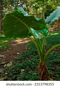 close-up of a taro tree in a garden.  nature background.  taro green leaves.