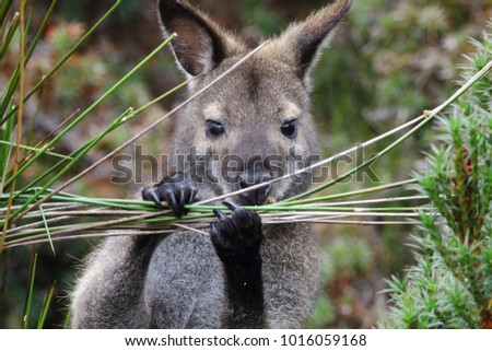 The close-up of Tasmanian Bennett's wallaby or Red-necked wallaby (Macropus rufogreseus) at Cradle Mountain-Lake St. Clair National Park in Tasmania, Australia.