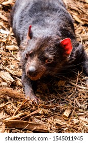 Closeup of Tasmanian Devil's face while laying down