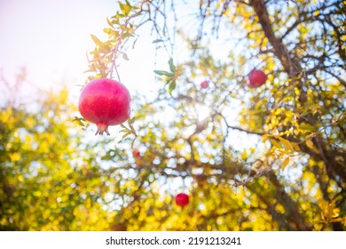 Closeup Taste Garnet Fruit Of Red Organic Pomegranate Tree In Garden.