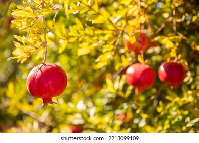 Closeup Taste Garnet Fruit Of Red Organic Pomegranate Tree In Garden.