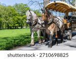 Close-up of a team of draft horses light and brown in harness pulling a tourist carriage on a park road on a bright spring day.