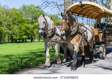 Close-up of a team of draft horses light and brown in harness pulling a tourist carriage on a park road on a bright spring day.