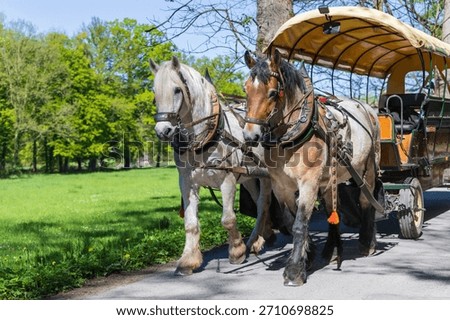 Close-up of a team of draft horses light and brown in harness pulling a tourist carriage on a park road on a bright spring day.