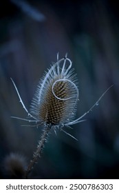 Close-up of a Teasel in Low-Light