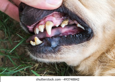 Closeup teeth old dog with tartar, dental dog checking