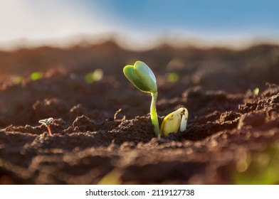 Close-up tender first sprouts of soybean in the open field. Agricultural plants. The soybean plant stretches towards the sun.