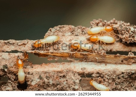 Close-up of termites actively consuming and damaging a piece of wood, highlighting the destructive nature of these insects and the threat they pose to wooden structures