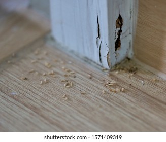 A Close-up Of Termites In A House And The Damage They Caused.           