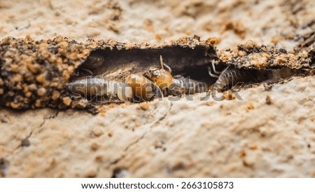 Close-up of termites infesting and consuming a piece of wood, highlighting the destructive nature of these insects and the potential damage they can cause to homes and structures