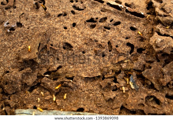 Closeup termites on\
decomposing wood