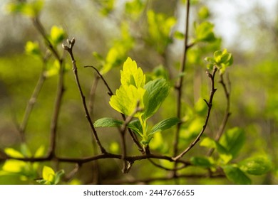 A closeup of a terrestrial plants twig covered in green leaves, characteristic of a flowering plant. The branch emerges from the soil, showcasing the beauty of a herb or subshrub - Powered by Shutterstock