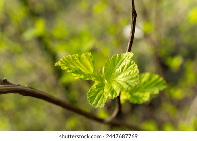 A closeup of a terrestrial plants twig covered in green leaves, characteristic of a flowering plant. The branch emerges from the soil, showcasing the beauty of a herb or subshrub - Powered by Shutterstock