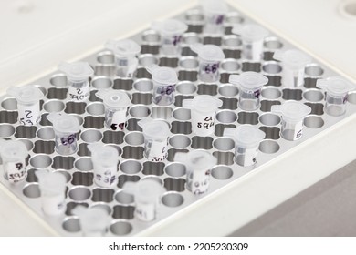 Closeup Of Test Tubes At A Thermal Cycler Block In A Molecular Biology Laboratory. Polymerase Chain Reaction Technique. PCR Technique