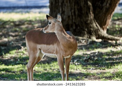 Close-up of Texas blackbuck antelope female doe in the shade of a tree: High Qaulity - Powered by Shutterstock