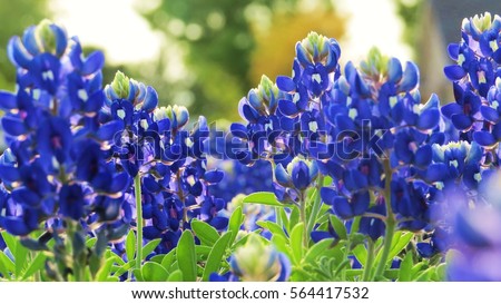 closeup of Texas bluebonnets in the spring