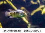 closeup of a texas cichlid, Rio grande perch, tropical pearl colored fish, Exotic specie from the Rio grande river of texas