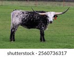 Closeup, Texas Longhorn with black and white mottled coat, standing in green pasture. Facing camera. Henrietta, Texas.
