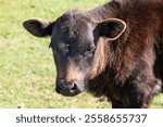 Closeup of Texas Longhorn Calf, in Henrietta, Texas. Facing camera. Green pasture in the background. 
