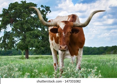 Closeup of Texas Longhorn grazing on the meadow