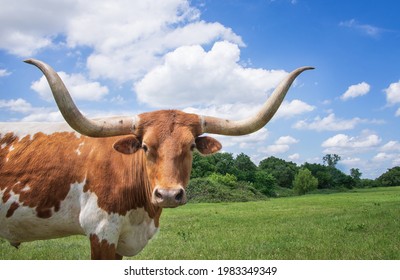 Closeup of Texas Longhorn in the spring pasture. Bright blue sky and white clouds with copy space.