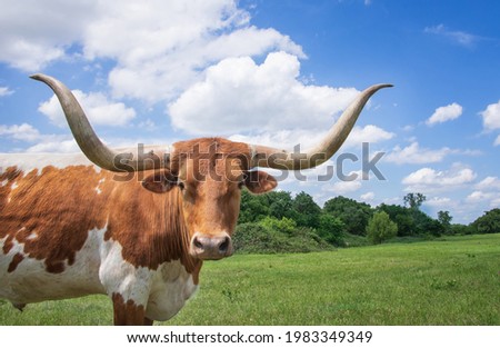 Closeup of Texas Longhorn in the spring pasture. Bright blue sky and white clouds with copy space.
