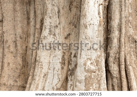 Close-up texture of ancient big tree trunk and buttress roots background.