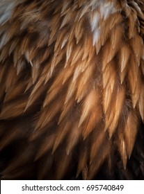 Closeup Texture Of Bald Eagle Feathers