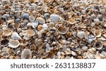 Close-up texture of a beach covered with a dense layer of various small seashells in natural tones of white, cream, beige, and brown. Perfect for backgrounds, summer-themed designs, and marine concept