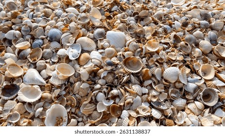 Close-up texture of a beach covered with a dense layer of various small seashells in natural tones of white, cream, beige, and brown. Perfect for backgrounds, summer-themed designs, and marine concept