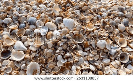 Close-up texture of a beach covered with a dense layer of various small seashells in natural tones of white, cream, beige, and brown. Perfect for backgrounds, summer-themed designs, and marine concept