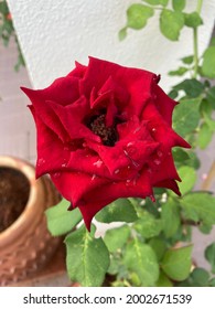 A Close-up Texture Of Beautiful Red Roses In The Morning At Kampung Padang Landak, Jerteh, Terengganu, Malaysia.