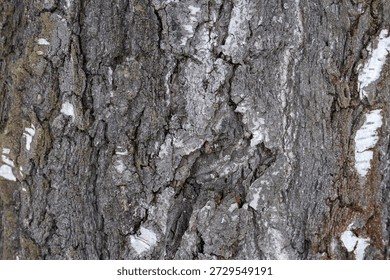 Close-up texture of birch bark featuring rough surface with gray and white coloring