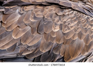 Closeup texture of brown eagle feathers