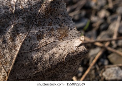 close-up texture of a brown leaf