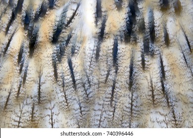 Closeup texture of brown owl feathers