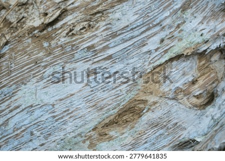 Close-up texture of cajuput tree bark (Melaleuca cajuputi), known as the source of traditional cajuput oil. The peeling layers of pale wood create a unique natural texture with earthy tones and organic patterns. Ideal for nature backgrounds, botanical themes, herbal medicine concepts, forestry, and tropical plant photography.