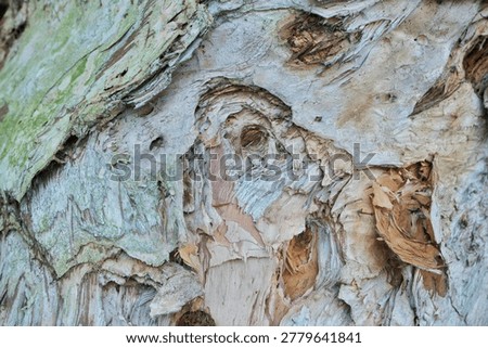 Close-up texture of cajuput tree bark (Melaleuca cajuputi), known as the source of traditional cajuput oil. The peeling layers of pale wood create a unique natural texture with earthy tones and organic patterns. Ideal for nature backgrounds, botanical themes, herbal medicine concepts, forestry, and tropical plant photography.