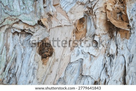 Close-up texture of cajuput tree bark (Melaleuca cajuputi), known as the source of traditional cajuput oil. The peeling layers of pale wood create a unique natural texture with earthy tones and organic patterns. Ideal for nature backgrounds, botanical themes, herbal medicine concepts, forestry, and tropical plant photography.