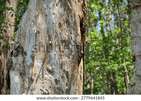 Close-up texture of cajuput tree bark (Melaleuca cajuputi), known as the source of traditional cajuput oil. The peeling layers of pale wood create a unique natural texture with earthy tones and organic patterns. Ideal for nature backgrounds, botanical themes, herbal medicine concepts, forestry, and tropical plant photography.